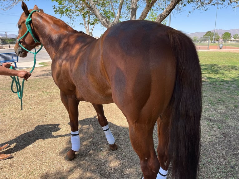 Caballo cuarto de milla Semental 6 años 152 cm Alazán rojizo in Socorra, TX