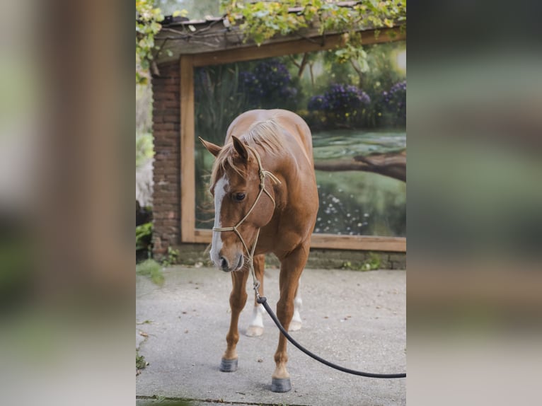 Caballo cuarto de milla Semental 6 años 155 cm Alazán rojizo in Wouwse Plantage