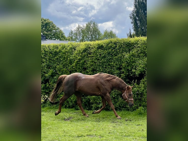 Caballo cuarto de milla Semental 6 años 155 cm Alazán-tostado in Biała Podlaska
