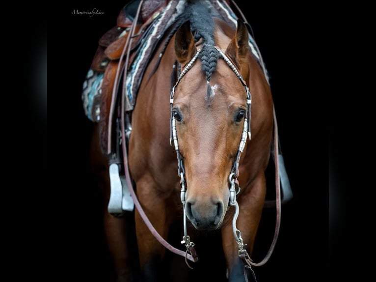 Caballo cuarto de milla Semental 6 años 155 cm Castaño oscuro in Almkerk