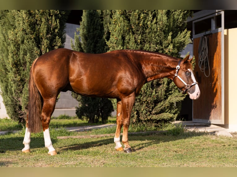 Caballo cuarto de milla Semental 7 años Alazán in CAMBIAGO