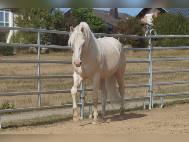 Caballo cuarto de milla Semental 8 años 153 cm Cremello in Weinähr