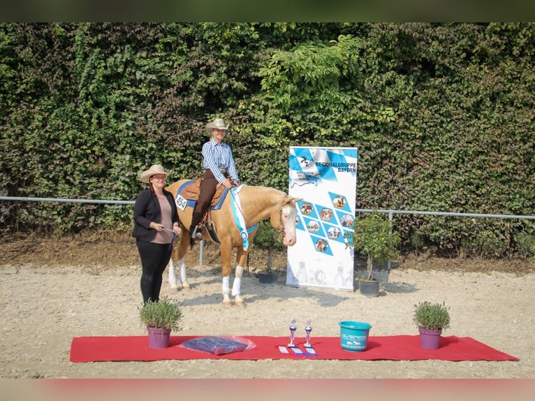 Caballo cuarto de milla Semental 8 años 156 cm Palomino in Haldenwang