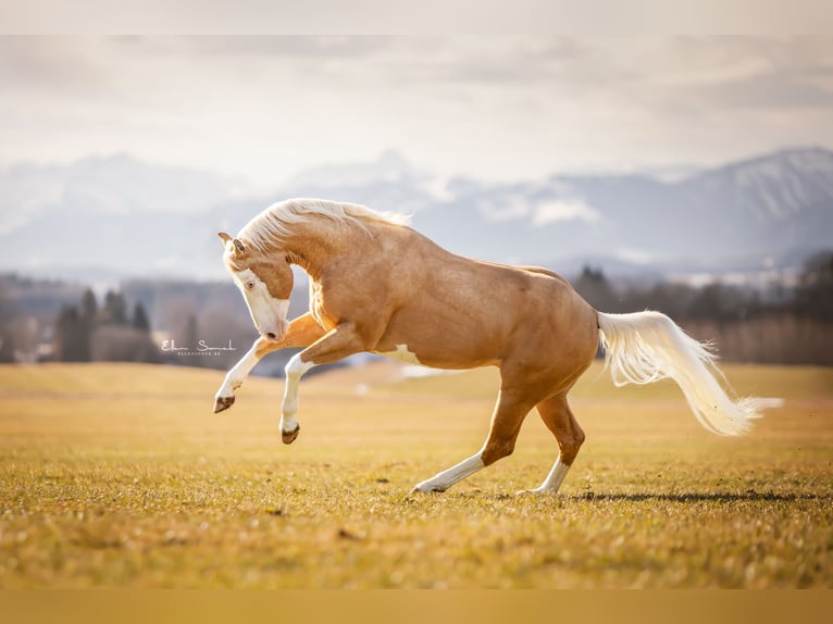 Caballo cuarto de milla Semental 8 años 156 cm Palomino in Haldenwang