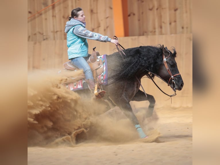 Caballo cuarto de milla Semental 9 años 156 cm Grullo in Gowarczów