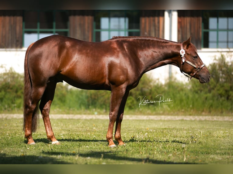 Caballo cuarto de milla Semental Alazán in Kirchdorf an der Iller