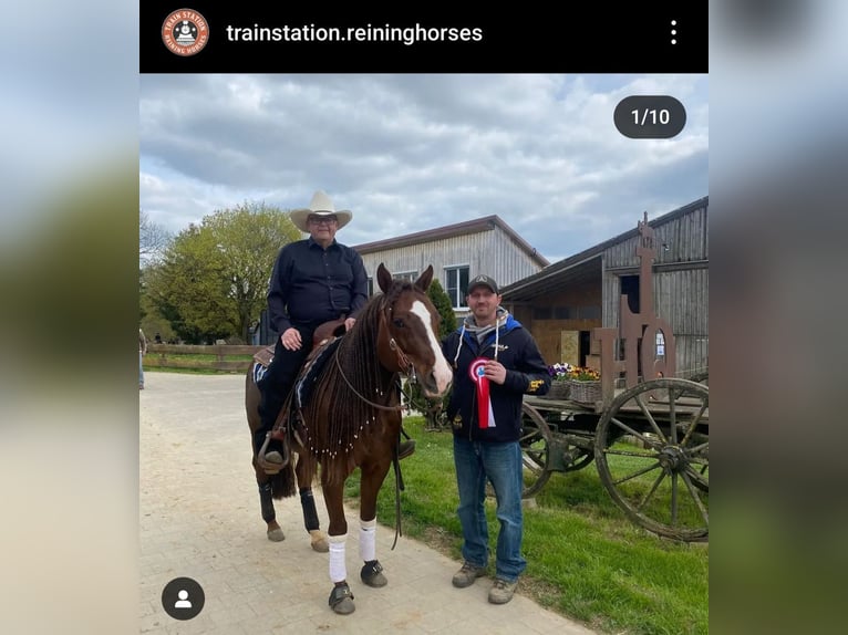 Caballo cuarto de milla Semental Alazán-tostado in Villingen-Schwenningen