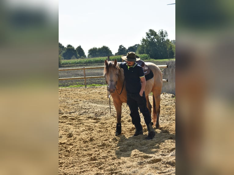 Caballo cuarto de milla Semental Buckskin/Bayo in Osterholz-Scharmbeck
