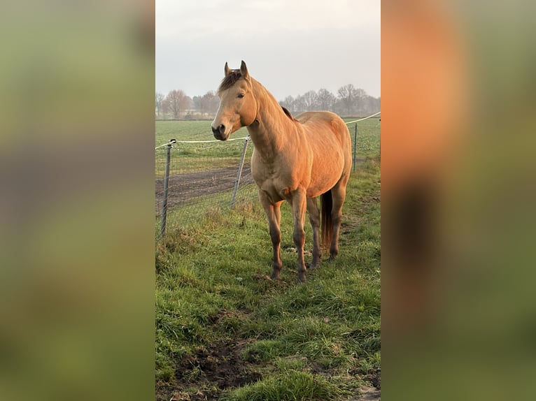 Caballo cuarto de milla Semental Buckskin/Bayo in Osterholz-Scharmbeck