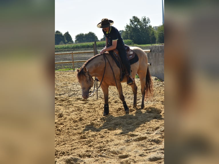 Caballo cuarto de milla Semental Buckskin/Bayo in Osterholz-Scharmbeck