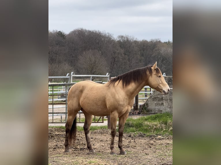 Caballo cuarto de milla Semental Buckskin/Bayo in Osterholz-Scharmbeck