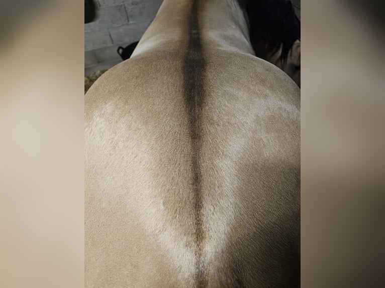 Caballo cuarto de milla Semental Buckskin/Bayo in St Benoit