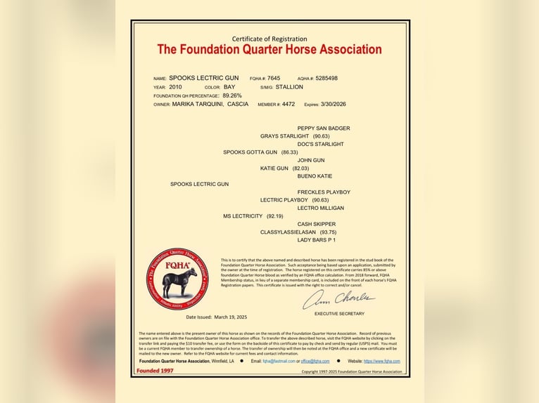 Caballo cuarto de milla Semental Castaño rojizo in Narni