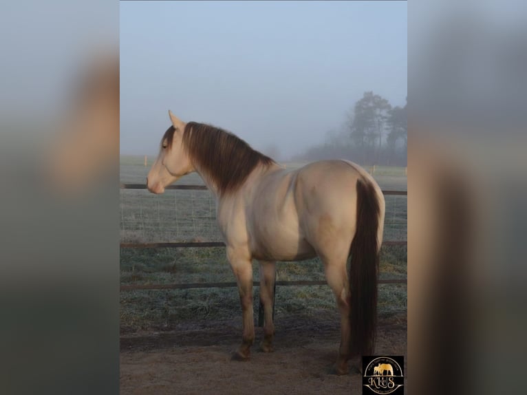 Caballo cuarto de milla Semental Champán in Nordhorn