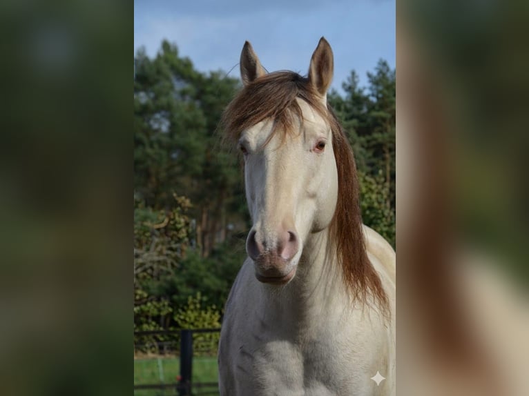 Caballo cuarto de milla Semental Champán in Nordhorn