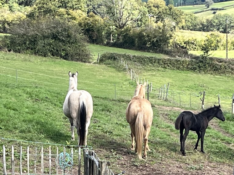 Caballo cuarto de milla Semental Champán in Lormes