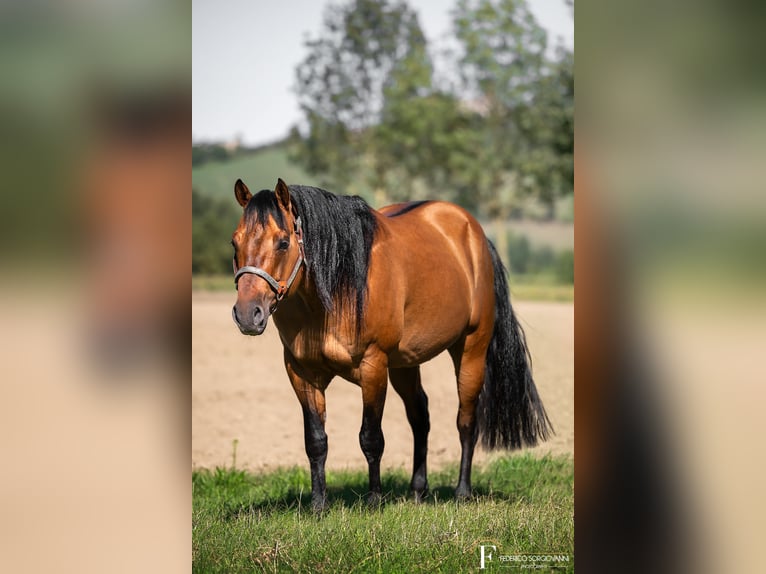 Caballo cuarto de milla Semental Dunalino (Cervuno x Palomino) in Modena