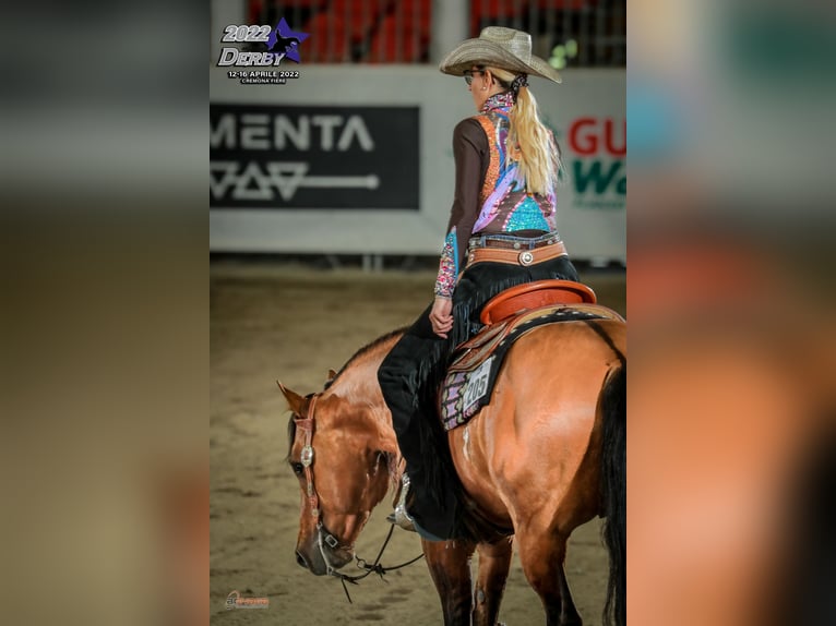 Caballo cuarto de milla Semental Dunalino (Cervuno x Palomino) in Modena