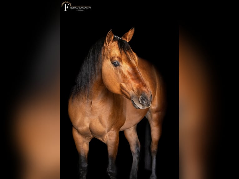 Caballo cuarto de milla Semental Dunalino (Cervuno x Palomino) in Modena