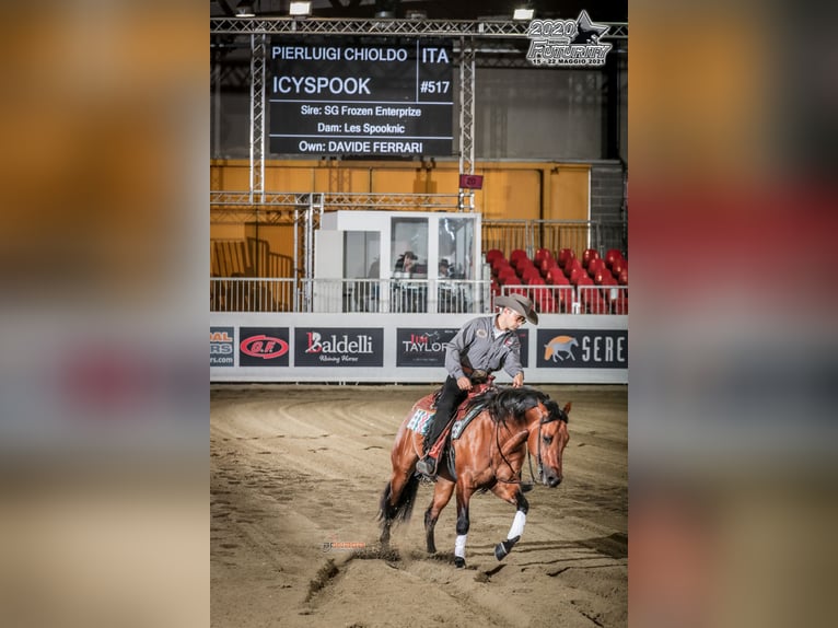 Caballo cuarto de milla Semental Dunalino (Cervuno x Palomino) in Modena