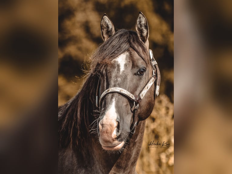 Caballo cuarto de milla Semental Grullo in Waldshut-Tiengen
