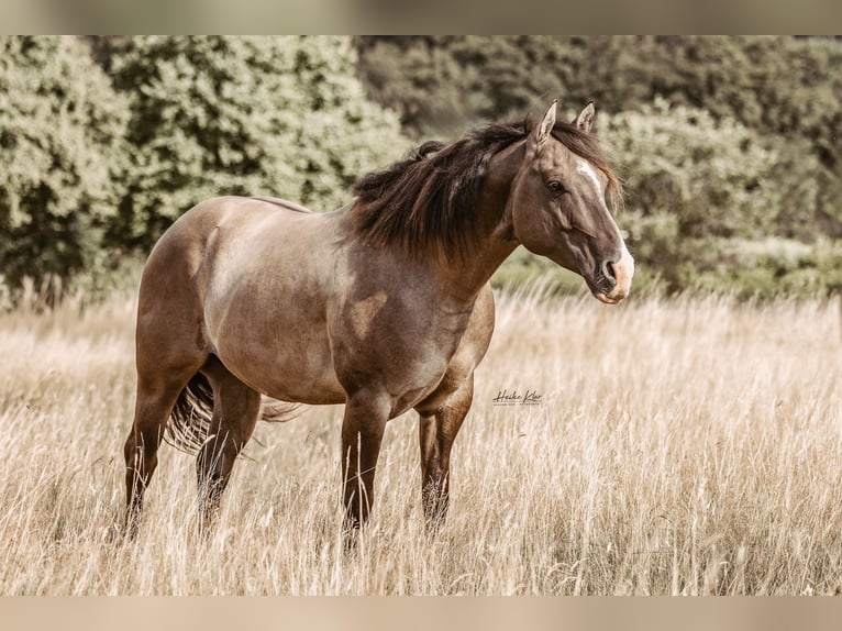 Caballo cuarto de milla Semental Grullo in Waldshut-Tiengen