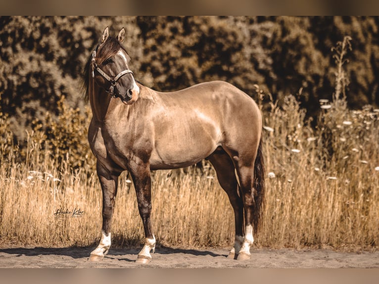 Caballo cuarto de milla Semental Grullo in Waldshut-Tiengen