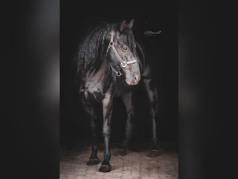 Caballo cuarto de milla Semental Negro in Altdöbern