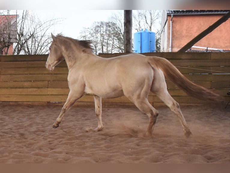 Caballo cuarto de milla Semental Perlino in Neustadt Dosse