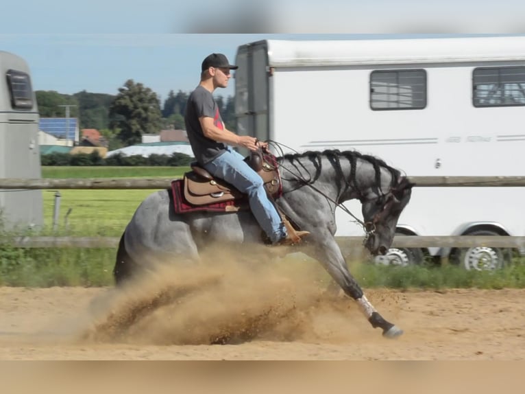 Caballo cuarto de milla Semental  100 cm Red Dun/Cervuno in Cromvoirt