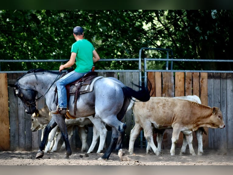 Caballo cuarto de milla Semental  100 cm Red Dun/Cervuno in Cromvoirt