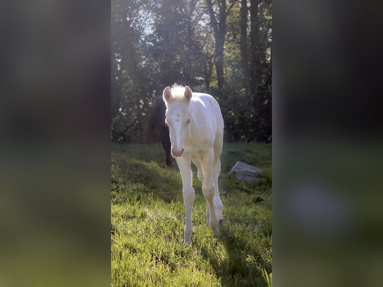 Caballo cuarto de milla Semental Potro (01/2026) 135 cm Palomino in Haag in Oberbayern