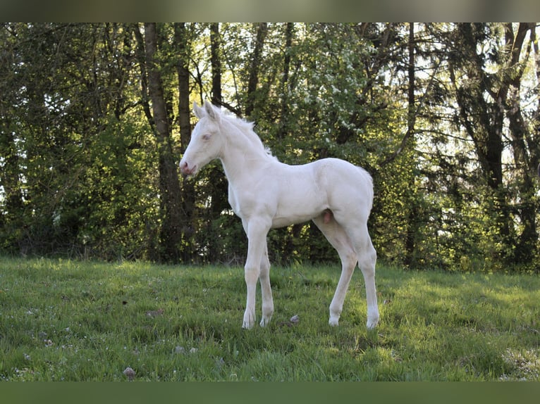 Caballo cuarto de milla Semental Potro (01/2026) 135 cm Palomino in Haag in Oberbayern