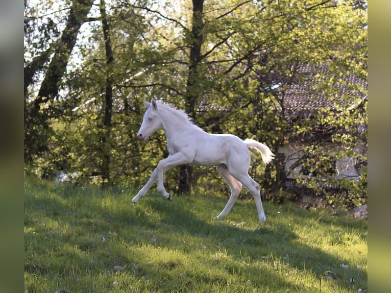 Caballo cuarto de milla Semental Potro (01/2026) 135 cm Palomino in Haag in Oberbayern