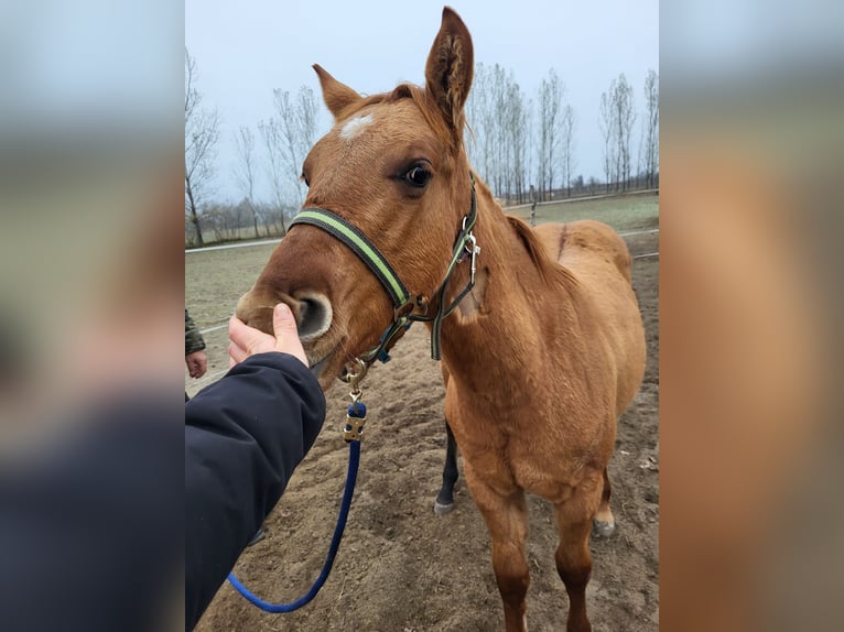 Caballo cuarto de milla Semental Potro (04/2025) 145 cm Red Dun/Cervuno in Akaszt&#xF3;