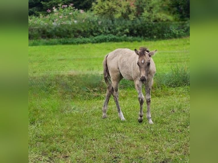 Caballo cuarto de milla Semental Potro (04/2025) 145 cm in Halfing