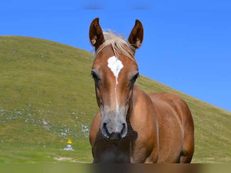 Caballo cuarto de milla Mestizo Semental Potro (04/2026) 148 cm  in Thalgau