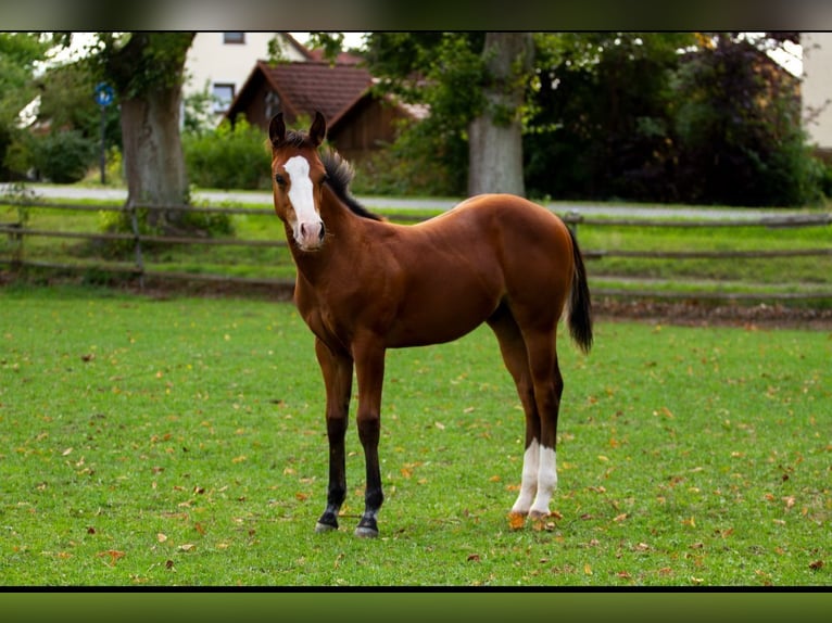 Caballo cuarto de milla Semental Potro (04/2026) 148 cm Castaño in Hirschau