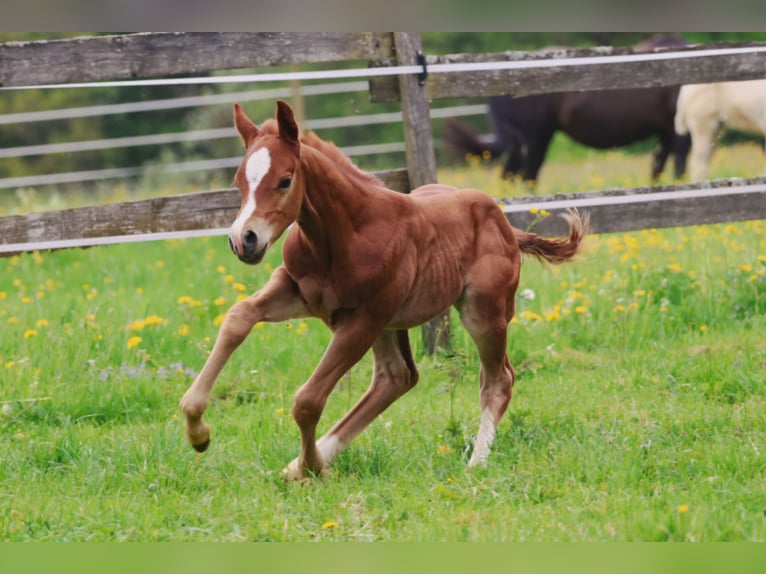 Caballo cuarto de milla Semental Potro (04/2026) 150 cm Alazán in Berschweiler