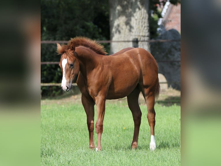 Caballo cuarto de milla Semental Potro (04/2026) 150 cm Alazán in Wardenburg