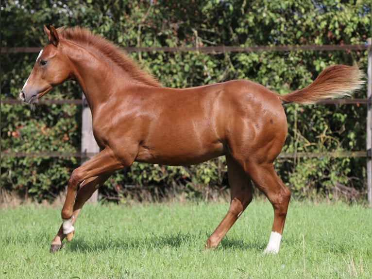 Caballo cuarto de milla Semental Potro (04/2026) 150 cm Alazán in Wardenburg