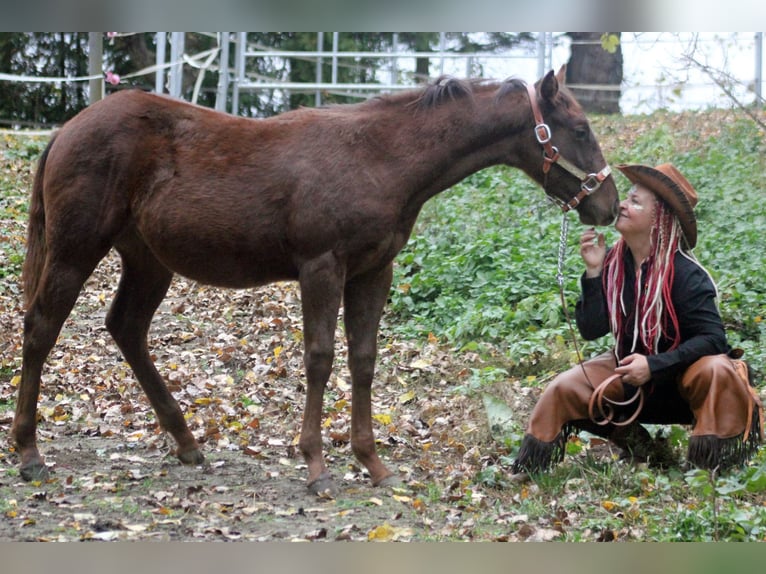 Caballo cuarto de milla Semental Potro (03/2025) 150 cm Alazán-tostado in Steinebrunn