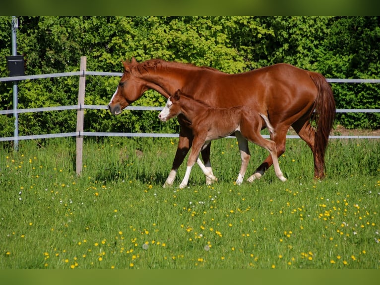 Caballo cuarto de milla Semental Potro (04/2026) 150 cm Alazán in Breitenbach