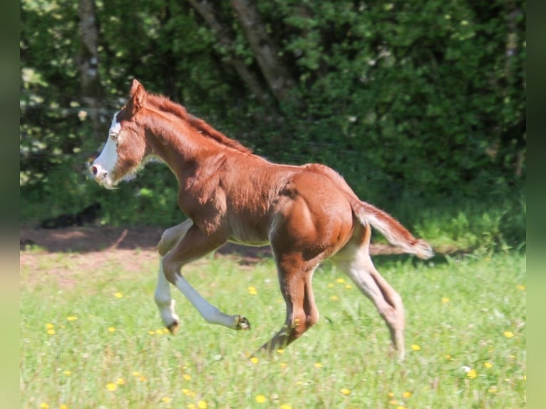 Caballo cuarto de milla Semental Potro (04/2026) 150 cm Alazán in Breitenbach