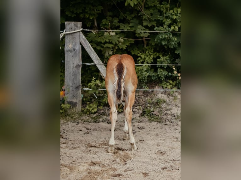 Caballo cuarto de milla Semental Potro (04/2026) 150 cm Castaño in Hameln