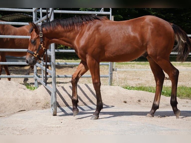 Caballo cuarto de milla Semental Potro (02/2024) 150 cm Castaño in Düsseldorf