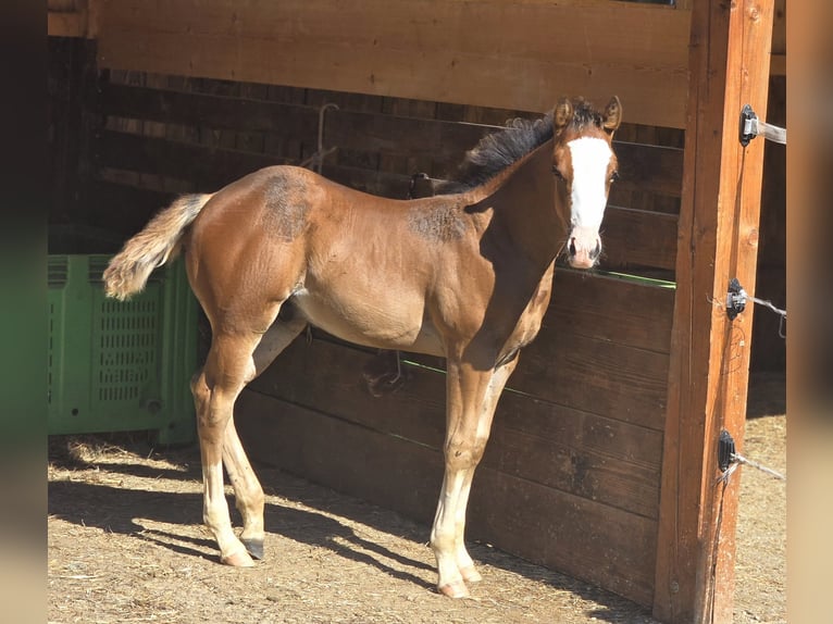 Caballo cuarto de milla Semental Potro (05/2025) 150 cm Castaño rojizo in RAVNE NA KOROSKEM Caballo cuarto de milla Semental Potro (05/2025) 150 cm Castaño rojizo in RAVNE NA KOROSKEM