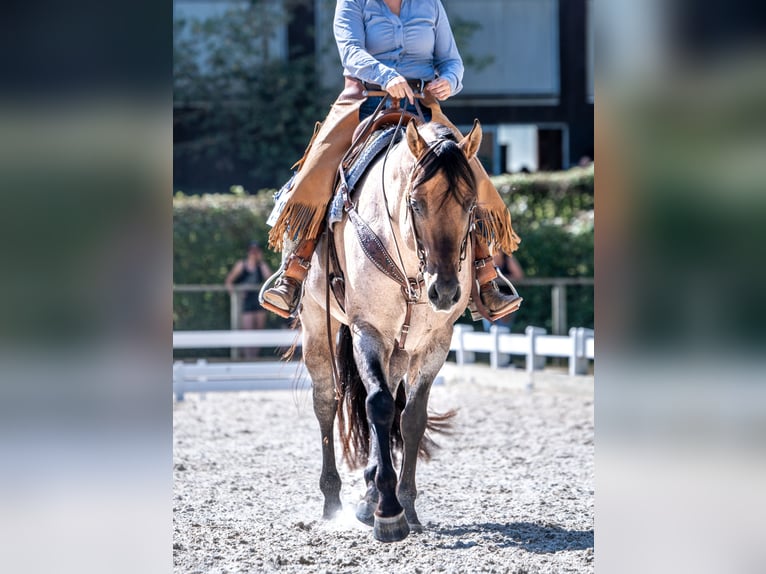 Caballo cuarto de milla Semental  150 cm Castaño-ruano in Oppenweiler