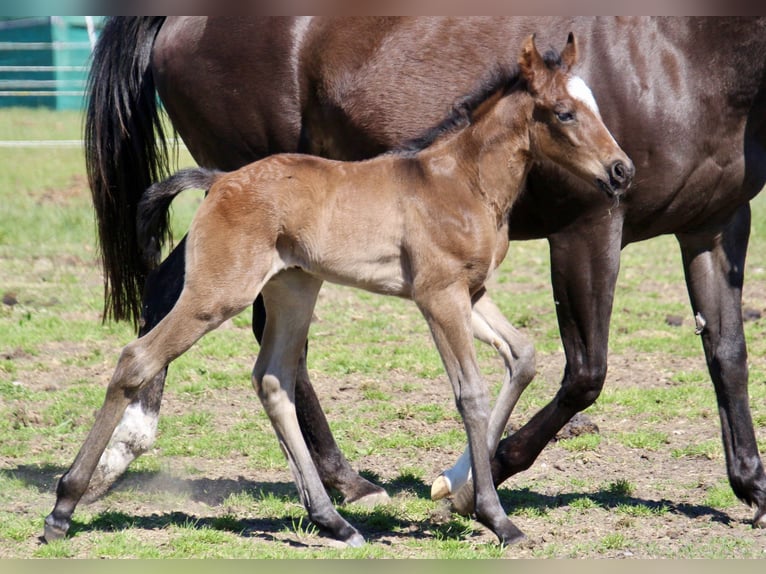 Caballo cuarto de milla Semental Potro (01/2026) 150 cm Castaño-ruano in Quitzdorf am See
