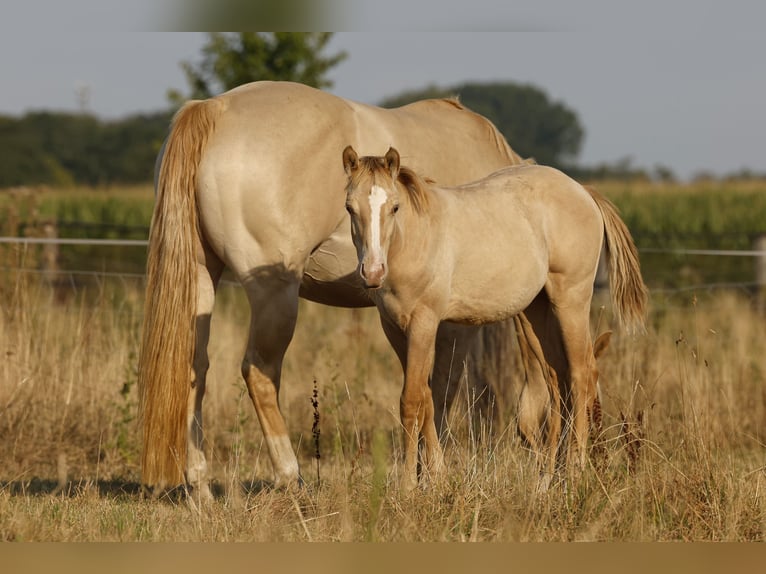 Caballo cuarto de milla Semental Potro (04/2026) 150 cm Champán in Rödinghausen